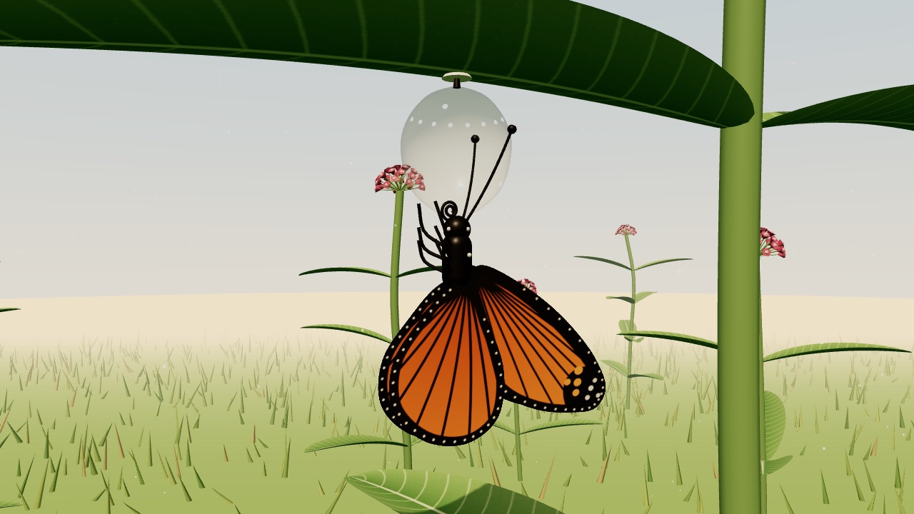 A monarch butterfly hanging beside its empty chrysalis under a milkweed leaf